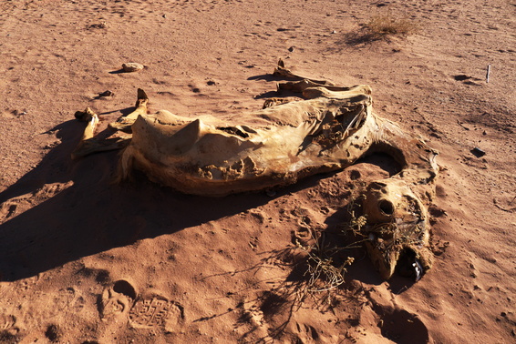 [20111107_151257_DeadCamel.jpg]
Dead and well mummified camel in the desert near the Wadi Rum village. Now imagine getting lost, either in the desert or in one of those canyons...