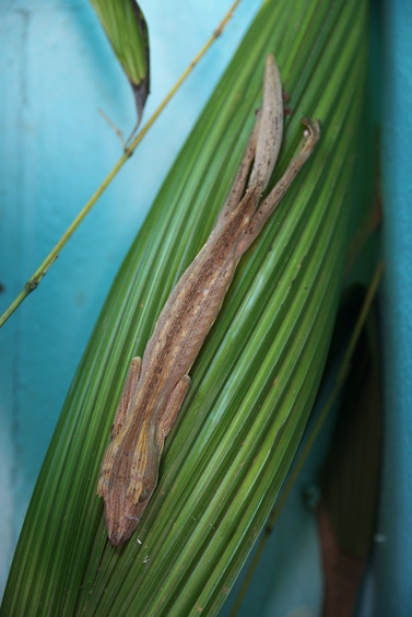 [20080929_131922_Gecko.jpg]
A leaf gecko stretched along a plant.
