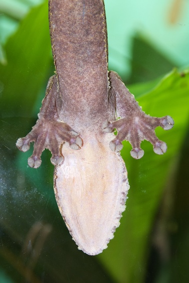 [20080929_132058_Gecko.jpg]
The feet and belly of a gecko as seen through a glass window. Those critters are extremely annoying when you are a climber struggling up a wall and they run past you effortlessly.