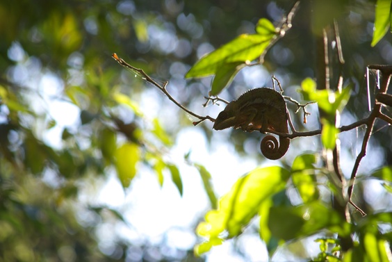 Right A chameleon on a tree branch