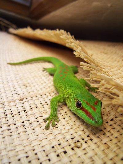 [20081001_110137_Gecko.jpg]
A tiny and bright green gecko, Madagascar.