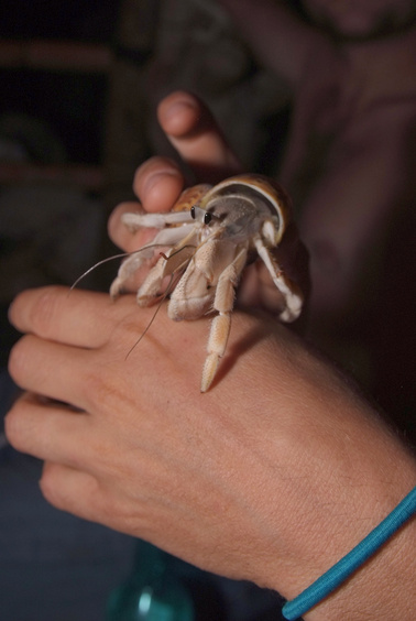 [20081005_203843_HermitCrab_.jpg]
The hermit crabs come out most nights and eat whatever they can find on the island. They don't go in the water but eat roots, bulbs, dead animals carried by the tides or whatever they can catch. I even saw 6 of them holding a much larger crab by one claw while using the other pincer to tear pieces off of it and eat them.