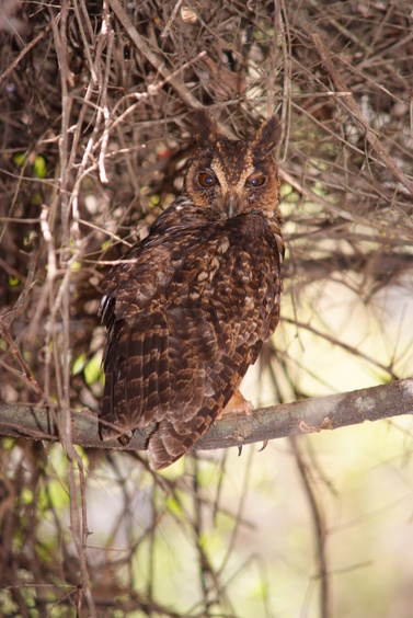 [20081010_130543_EagleOwl.jpg]
An owl trying to ignore us and continue its night.