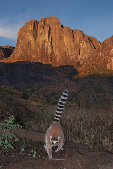 [20081014_055217_TsaranoroLemur_.jpg]
Catta lemur below the imposing walls of the Tsaranoro, Madagascar.