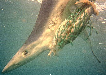 [BlueShark.jpg]
A blue shark seen from the relative safety of a shark cage in NZ.