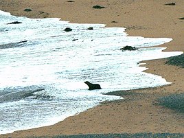 [FurSeal.jpg]
A fur seal going back to the sea.