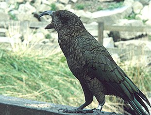 [Kea.jpg]
A kea, a green carnivorous parrot local to New Zealand.