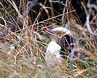 [YellowEyed.jpg]
A yellow eyed penguin near it nest.