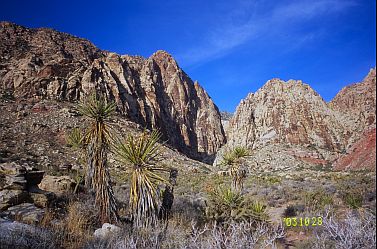 [http://www.gdargaud.net/Climbing/Nevada/BlackVelvetCactus.jpg]