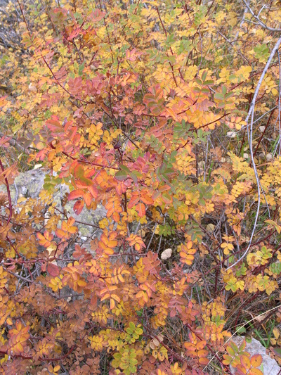 [20061031-143953-AutumnLeaves.jpg]
Autumn colors in the shrubs below the cliff.