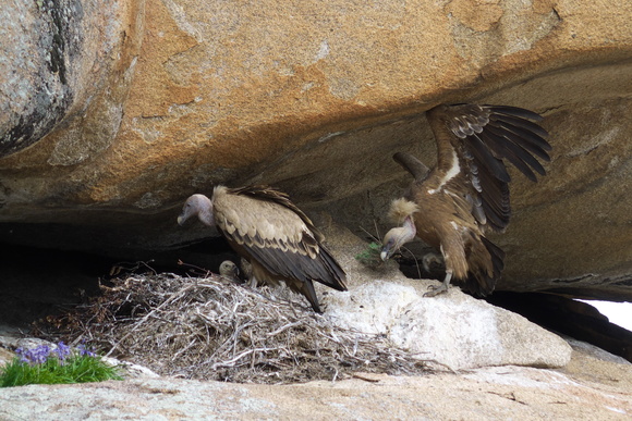 [20130505_160800_Pedriza.jpg]
Vultures nesting at one of the belays. They looked at me funny but hardly bothered.