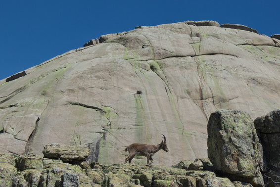 [20130506_112808_Yelmo.jpg]
Mountain goats facing the Yelmo.