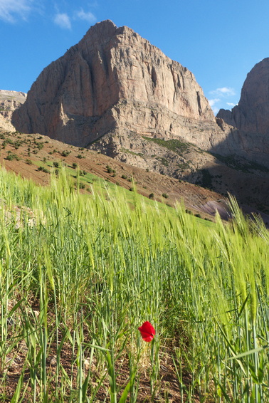 [20120504_184303_Taghia.jpg]
Poppy in a wheat field below Oujdad.