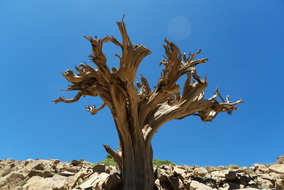 [20120512_133710_OldJuniper.jpg]
Yet another mostly dried out juniper tree.