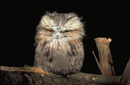 [BigMouth.jpg]
A weird looking bird, the Tawney Frogmouth, making a face because I woke it up (it is related to the owl and is generally nocturnal). I just love the expression on that bird's face !