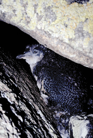 [BluePenguin.jpg]
Fairy penguins (Eudyptula Minor, aka Little Blue Penguins) can be seen at sunset going from the sea to their burrows and at sunrise going to feed at sea. The best time of year to see them is January-February, while they are raising chicks. Here is a late one, seen in March, still changing its feathers hidden under a rock. Measuring about 40cm for 1kg, they are the smallest penguins of all. There is about one million of them spread on the shores of Tasmania and New Zealand. They eat small fish and crustaceans. Dogs kill them.