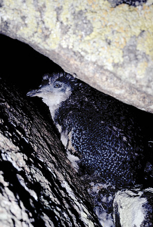 Right: Fairy penguins (Eudyptula Minor, aka Little Blue Penguins) can be 