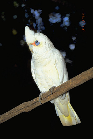 [Cacatoes.jpg]
A cockatoo (Cacatua sanguinea ?), a common sight, and even more commonly heard when walking in the bush.