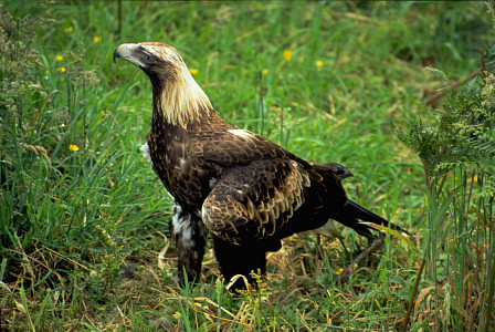 [TasmanEagle.jpg]
A rare sight, a Wedge-Tailed Tasmanian eagle. Here in a park, a hurt one that can't fly. I saw several from afar during my bike trip on Brusny Island.