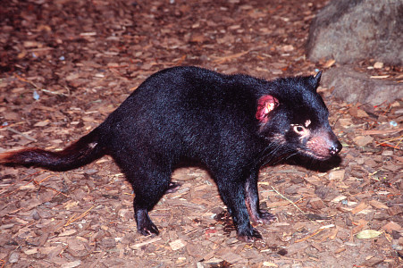 [TasmanianDevil2.jpg]
The Tasmanian Devil (Sarcophilus harrisii, not to be mistaken with the now extinct Tasmanian Tiger), an infamous little carnivorous, mean, nasty, noisy and stinky, but funny to watch. It's a scavenger which has got one of the strongest jaw of all animals. It is the largest carnivorous marsupial in Australia, about the size of a small dog. Its growls, screams and yaps are impressive but it's not too dangerous. It feeds at night on smaller animals, birds and reptiles. Tasmanian devils have been killed in great numbers by farmers who thought they ate livestock although they eat mostly carrion... and sometimes their own youngs !