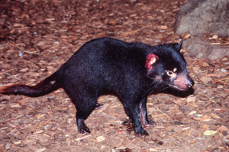 http://www.gdargaud.net/Climbing/Tasman/TasmanianDevil2.jpg