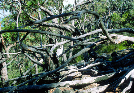 [TreeMess.jpg]
Mess of dead trees on the trail of the Freycinet Peninsula.