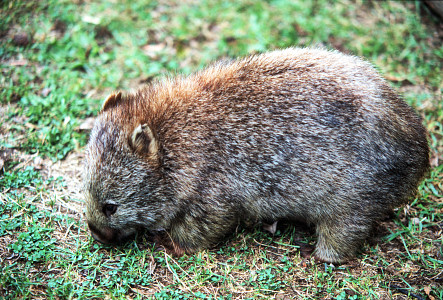 [Wombat.jpg]
A wombat, another kind of marsupial. It looks like a big fat rat that can weight up to 40kg. It comes out at night to eat mostly grass and roots. They have their marsupium (the pouch for the baby) oriented towards the bottom; this way it doesn't fill with dirt when the adult is digging ! They live in groups, in burrows, digging tunnels of tens of meters.