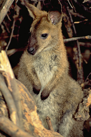 [YoungKangaroo.jpg]
A young kangaroo hiding in the bush. OK, you all know what a kangaroo is, so I won't beat around the bush... Haha... Tasmanian kangaroos are smaller than those found on the mainland.
