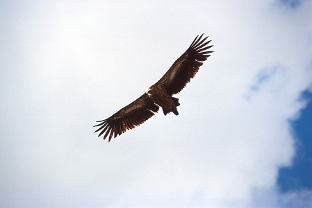 [Vulture.jpg]
A vulture circling overhead for a closer look. A curious tradition in parts of Tibet consists in dismembering the dead and giving them to feed vultures. If you think of it, most religions consider the four elements of creations: earth, water, fire and air. And the corresponding methods of disposing of the bodies: burial, burial at sea, cremation and vultures. It's certainly no worse than being eaten by worms...