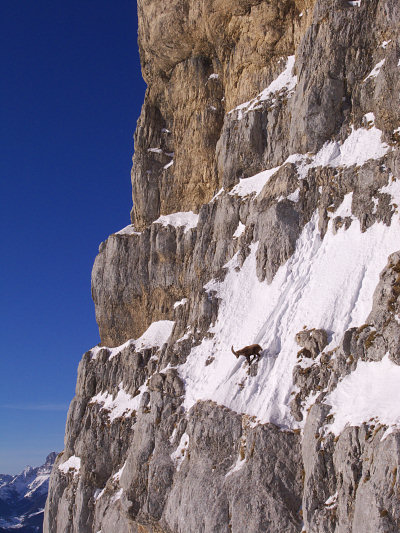 [20090226_083933_Bouquetin.jpg]
Alpine Ibex on incredibly exposed terrain.