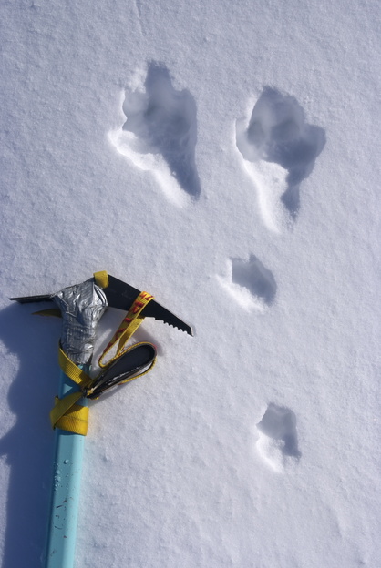 [20101111_151204_WolfTracks.jpg]
What track is that in those steep parts ? They are bigger than my hand.