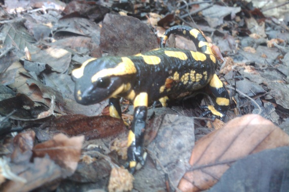 [20110429_092337_Salamandre.jpg]
Rencontre avec une salamandre tachetée de 25cm au milieu d'un sentier de descente VTT. Désolé pour la mauvaise photo, j'avais que mon téléphone ce jour-là.