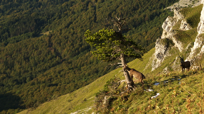 [20110922_080230_RandoVercors.jpg]
Mountain goats.