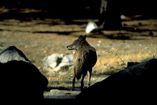 [Coyote.jpg]
I saw this coyote as I was making some bacon&eggs early in the morning at Camp 4. It was just 10m away, looking at me cooly. I jumped on my camera to take this one.