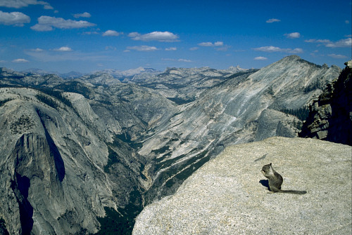 [HalfDomeSquirel.jpg]
Summit of Half Dome with some hungry squirrels. Those critters (and chipmunks too) can steal food from you pack if you don't pay attention but they help make good pictures !