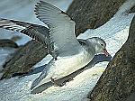 Fulmar.jpg