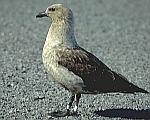 Skua.jpg