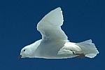 SnowPetrel.jpg