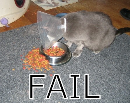 [FailCatfood.jpg]
Feed the cat.