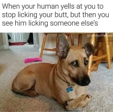 [LickButt.jpg]
Dog licking
