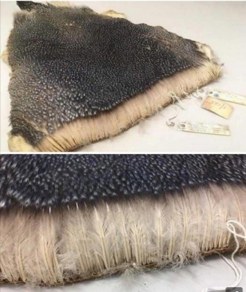 [PenguinFeathers.jpg]
The density of penguin feathers...