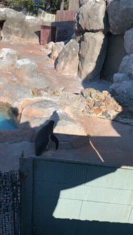 [PlayWithThePenguin.gif]
Penguin play with shadow