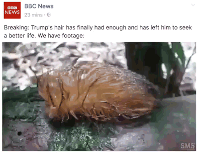 [TrumpHair.gif]
Trump's hair has left him