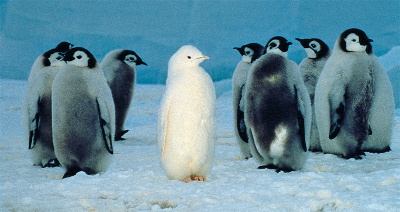 [WhitePenguinChick.jpg]
A white emperor penguin chick