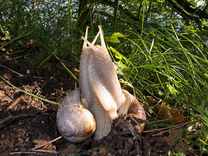 Snail porn... and after this we eat them !