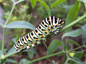 Caterpillar (not the Antarctic kind)