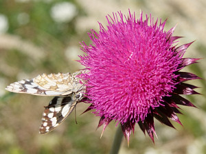 Butterfly cough on a thistle like on a velcro, hence long dead and dry
