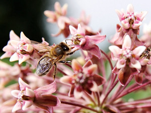 Bee on pink flower