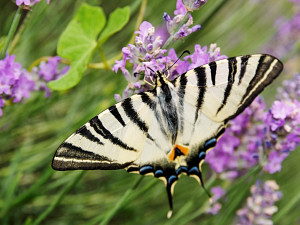 Butterfly on lavender