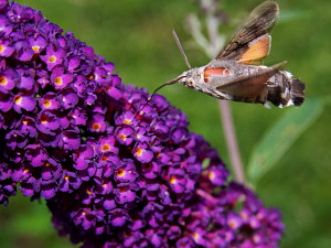 The Hawk-moth, a hummingbird-like butterfly hovering above its dinner